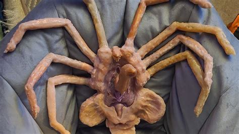 porn facehugger